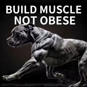 L'assistenza sanitaria per animali domestici integra il guadagno muscolare del cane che mastica per promuove la resistenza che fornisce l'esercizio di aiuto energetico - Product Image 5