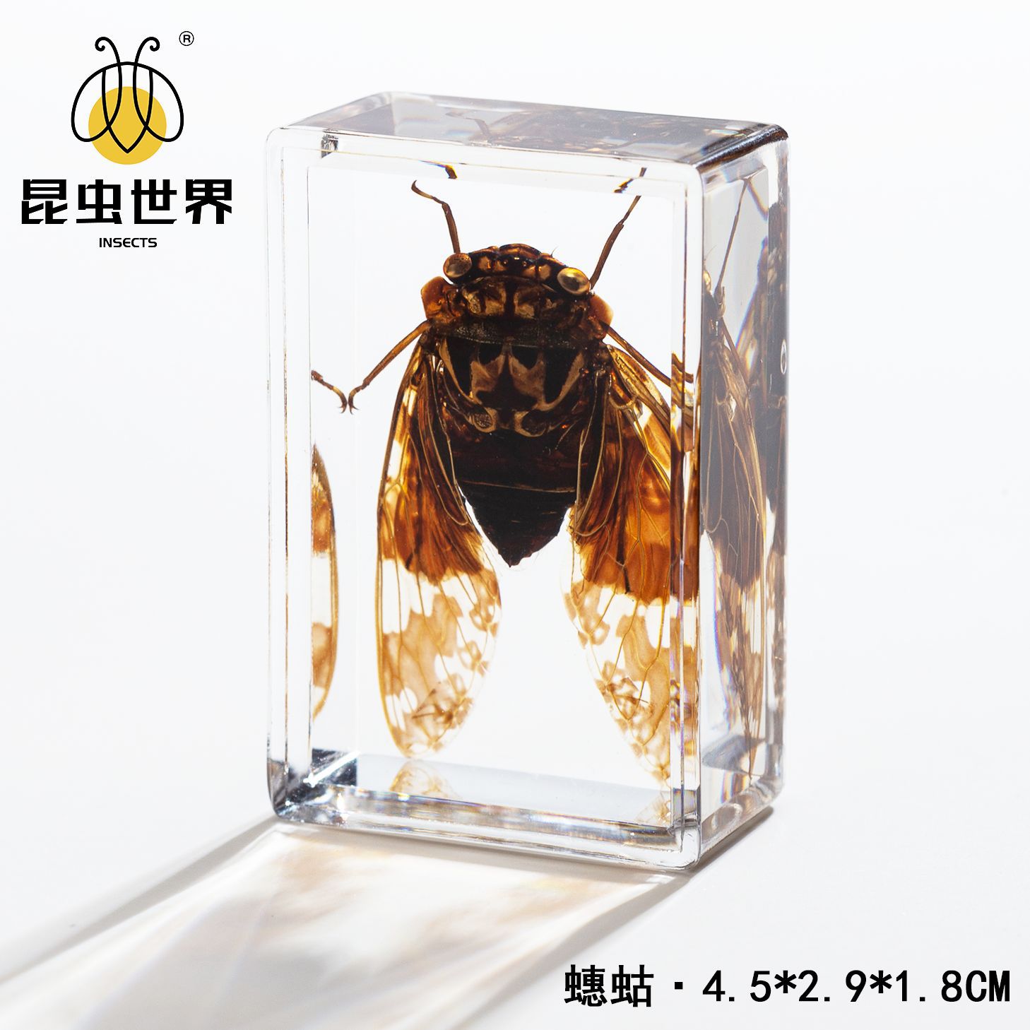 Cicada - 452918cm