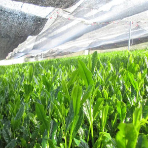 Japanischer Hochwertiger Zeremonieller Matcha Grüntee Eigenmarke - Product Image 4