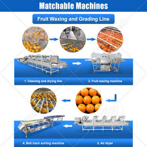 Machine de tri et de calibrage des fruits ORME, pour olives vertes, pommes, patates douces, avec fonction de lavage et de tri, prix - Product Image 4