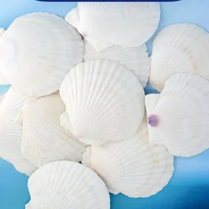 Large stock scallop home decoration DIY children's painting white shell Conch