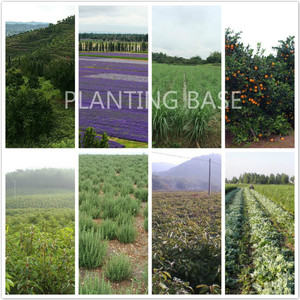 Saç bakımı için yüksek kaliteli saf sarımsak uçucu yağ toplu fiyat doğal sarımsak yağı - Product Image 6