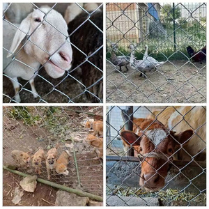 YC mạnh mẽ dây lưới hàng rào cho sân tennis chất lượng cao Chuỗi liên kết hàng rào cổng mạnh mẽ bóng đá lĩnh vực hàng rào - Product Image 5