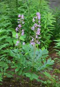 Toplu tedarik en kaliteli doğal ot 5:1,10:1,15:1 çin Dittany özü tozu <span class=keywords><strong>Dictamnus</strong></span> <span class=keywords><strong>Dasycarpus</strong></span> özü ile ücretsiz örnek - Product Image 4