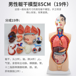 Modèle d'Anatomie Humaine Éducatif : Structure du Système Cardiaque et Organes Internes, Tronc Démontable pour l'Enseignement Médical - Product Image 2