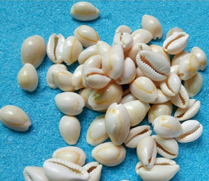 Hair Mountings <strong>Braiding</strong> Cowrie Shell <strong>Beads</strong> for Hair Accessories Shell Hair Clip Decor 1kg - Product Image 1