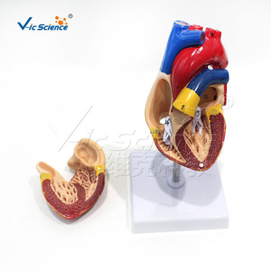 Modèle anatomique du cœur humain naturel, modèle de cœur de simulation pédagogique détachable, modèle anatomique - Product Image 2
