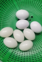 Accessoires pour pigeons ZZ Motacidae : Œuf de jeu solide pour perroquets, nid pour la ponte des petits oiseaux de volaille