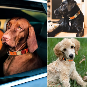 Collare per cani collari per cani personalizzati realizzati con collare regolabile in Nylon con <span class=keywords><strong>nome</strong></span> numero o incisione dell'indirizzo - Product Image 6