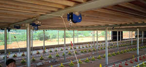 Sistema <span class=keywords><strong>de</strong></span> bebedero automático <span class=keywords><strong>para</strong></span> <span class=keywords><strong>pollos</strong></span>, línea <span class=keywords><strong>para</strong></span> criar <span class=keywords><strong>pollos</strong></span> en el suelo - Product Image 5