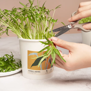 Kit complet de culture de légumes micro-verts, ensemble de cadeaux de jardinage pour femmes - Product Image 4