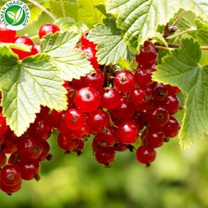 Biologico IQF congelato fresco ribes rosso selvatico bacche all'ingrosso nativo congelamento Blackberry tipo per la coltivazione autoctona - Product Image 6