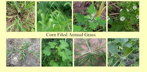 Herbicide Systémique Hautement Efficace pour les Feuilles et Tiges des Cultures Annuelles de Maïs, Topramezone 10% OD, Prix Usine - Product Image 3