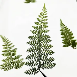 12pcs/pack Gymnogrammitis Dareiformis Pressed Fern For Frame Book Mark Resin DIY Craft Candle Making