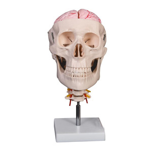 Modelo de <span class=keywords><strong>esqueleto</strong></span> de cráneo humano de 8 partes con cerebro y columna <span class=keywords><strong>cervical</strong></span> para ciencia médica - Product Image 3