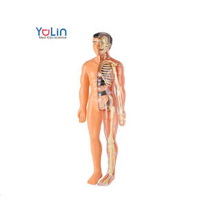 Modelo <span class=keywords><strong>humano</strong></span> desmontable ciencia STEM anatomía músculos extraíbles órganos <span class=keywords><strong>huesos</strong></span> conjunto DIY modelo de <span class=keywords><strong>cuerpo</strong></span> <span class=keywords><strong>humano</strong></span> interactivo - Product Image 1