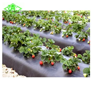 30mic Plastik mulch folie für Erdbeere
