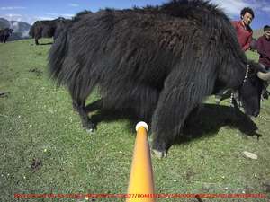 Dài phạm vi 134.2KHz Tần số thấp <span class=keywords><strong>RFID</strong></span> gia súc Tai tag <span class=keywords><strong>Reader</strong></span> nhựa động vật tag <span class=keywords><strong>Reader</strong></span> - Product Image 4