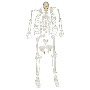 मेडिकल स्कूल शिक्षण पूर्ण आकार प्लास्टिक डिसआर्टिकुलेटेड मानव संपूर्ण शरीर खोपड़ी के साथ बिखरा हुआ हड्डी शरीर रचना कंकाल मॉडल