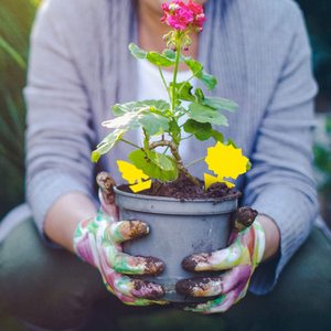 Piège collant mouche des fruits champignon moucheron piège tueur colle trappeurs protéger la plante non toxique et inodore jetable intérieur extérieur - Product Image 3