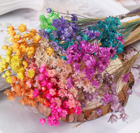 Bunga Glixia Mini Kering dari Brasil, Bunga Daisy Kering untuk Dekorasi Rumah Gaya Boho, Bunga dan Tanaman Kering