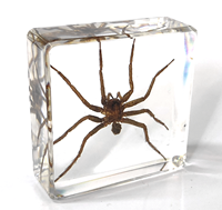 Insectes et animaux réels, design microscène, 38*38mm, araignée-loup, bloc de résine, petite maison, décoration de chambre, décoration de la maison, articles de décoration de table