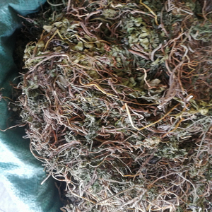 <span class=keywords><strong>Yi</strong></span> Duo <span class=keywords><strong>Yun</strong></span> Plantes entières de Sceptridium Ternatum séchées aux herbes originales à vendre - Product Image 1