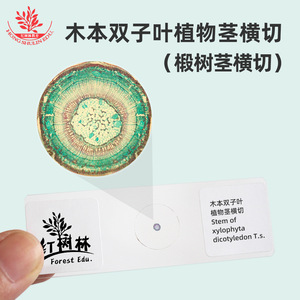 Índice de refracción de los tallos de plantas dicotiledonosas; sección transversal clara de la estructura del tallo de la planta; rebanadas biológicas. - Product Image 4