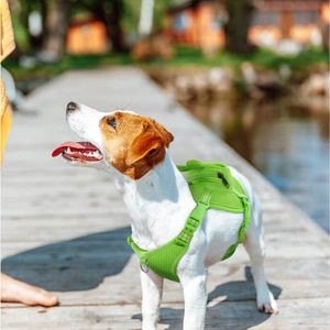 Premium carino auto trasportino zaino per cani imbracatura No-Pull caratteristica con D-Ring per piccoli animali domestici di medie dimensioni - Product Image 4