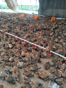 5pcs Ajustable Chicken Automatic Drinker Cups Goose <strong>Duck</strong> Bird Brooding Poultry <strong>Feeders</strong> Drinkers - Product Image 5