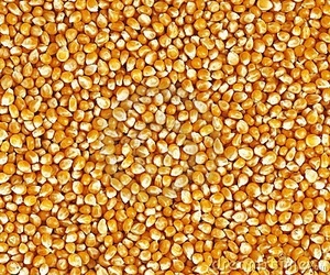 Granos de Maíz Naturales Secos, Amarillos y Blancos, Grano Entero, Orgánicos, Sin OMG, Para Hacer Palomitas, Cocinar, Hornear y Preparar Bocadillos - Product Image 2