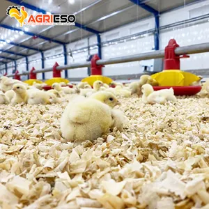 Automatic Broiler Feeder Pan Chicken Feeding System Poultry Equipment