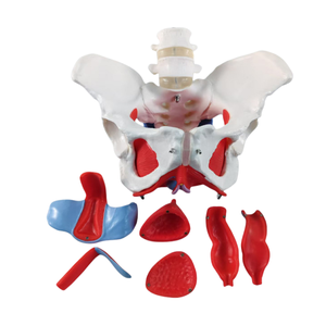 Alat pengajaran dua vertebra dengan panggul wanita dan lantai panggul Model Organ otot dan lantai panggul - Product Image 6