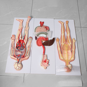 Modèle d'Anatomie Médicale des Organes Comprend le Système Digestif, le Système Nerveux, le Système Lymphatique, le Système Circulatoire en Plastique - Product Image 4