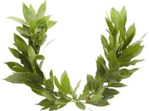 100% Pure <span class=keywords><strong>Laurel</strong></span> Leaf Steam Planta destilada Extracto orgánico Grado superior Aceite de hoja de <span class=keywords><strong>laurel</strong></span> - Product Image 3