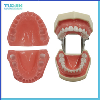 Modèle de dent standard pour l'éducation dentaire, avec gencive souple en silicone, typodont à mâchoire souple pour la pratique dentaire