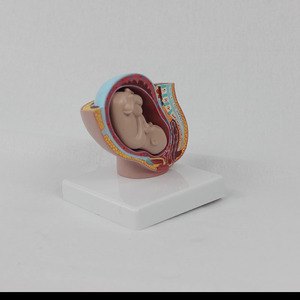 Modèle miniature de bassin féminin avec fœtus à terme : bassin féminin avec fœtus à terme - Explication pédagogique pour l'obstétrique et la gynécologie - Product Image 1