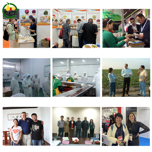 Chips de mango liofilizados de sabor dulce, polvo de súper alimento saludable, bocadillos de frutas secas, paquete al vacío a granel, agua de secado FD Natural - Product Image 4