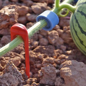 Clips para Plantas Ecológicos de Lujo DaringFish - Accesorios de Jardinería para Uso en Exteriores e Interiores - Product Image 2