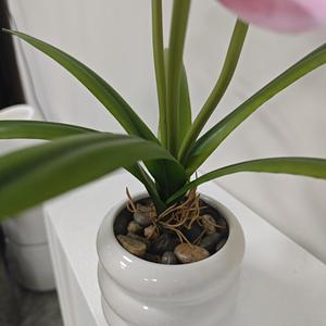 6-leaf Cymbidium <strong>Orchid</strong> <strong>Artificial</strong> <strong>Potted</strong> Plant Heart-Shaped Environment-Friendly Easter Graduation Living Room Desktop - Product Image 4