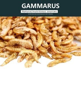 <span class=keywords><strong>Gammarus</strong></span> secado al sol - Product Image 2