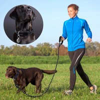 Collier Réfléchissant en Nylon pour Chien, Anti-Perte, Réglable, avec Laisse de Traction Durable Assortie – Vente en Gros