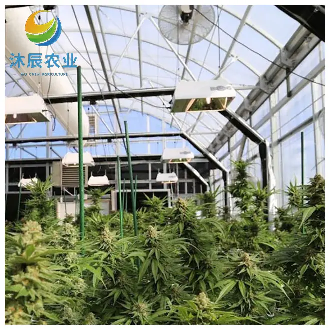 Plastic Film With Black-out System For Medical Hemp Growing Multi-span Agricultural Greenhouses