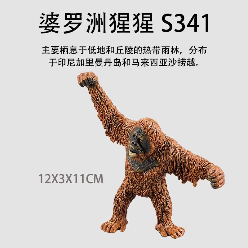 S341 orangután de Borneo