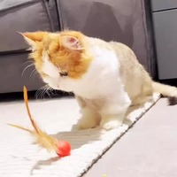 Jouet interactif pour chat en caoutchouc avec plume et balle, avec cordon élastique, pour l'exercice des chatons en intérieur, vente en gros