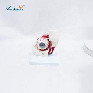 Modelo Anatómico Ampliado de <span class=keywords><strong>Ojo</strong></span> y Órbita para Oftalmología y Enseñanza de la Estructura Ocular Humana, con Certificación CE/ISO/ROHS/CNAS - Product Image 4