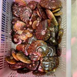 Groothandel Natuurlijke Ammoniet Fossiele Specimen Genezende Kristallen Kwarts Edelstenen Voor Minerale Geschenken - Product Image 6