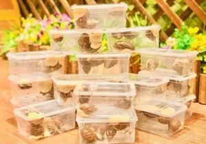 15x10x6,5 cm Transparente Reptilien box-PP-Kunststoff, Groß bestellung für Tierhandlungen und Züchter - Product Image 4