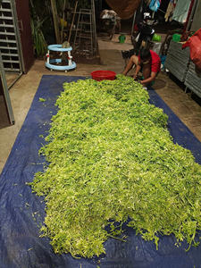 Origen de Vietnam Flores de papaya secas masculinas de la mejor calidad/hierbas de papaya de Vietnam para exportar // + 84 767 550 132 Hani - Product Image 5