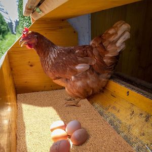 แผ่นรองรังไก่ทำจากใยมะพร้าวธรรมชาติ  แผ่นรองรังไก่เอนกประสงค์ สำหรับไก่ไข่ - Product Image 4